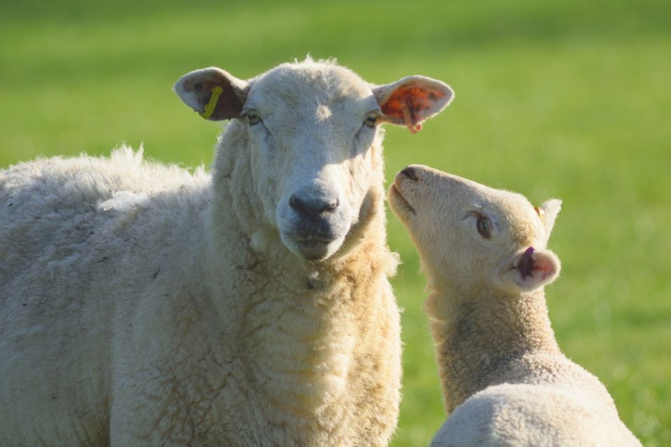 From London: Full-Day Cotswolds Small-Group Tour - The Cotswolds Day Trip From London: What You’re Actually Buying