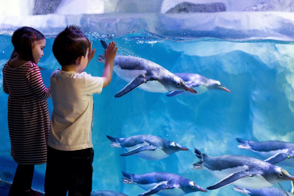 London: Madame Tussauds, London Eye & SEA LIFE Combo Ticket - SEA LIFE London Aquarium: 14 themed zones across 3 floors