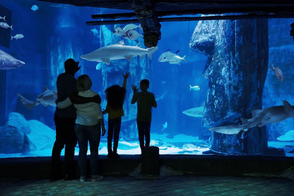 London: Madame Tussauds, London Eye & SEA LIFE Combo Ticket - Should you book this London Eye, Madame Tussauds, and SEA LIFE combo?