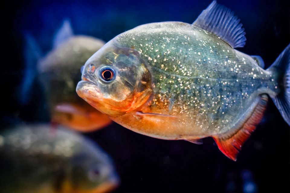 London: SEA LIFE Entry Ticket - Key things you’ll notice right away