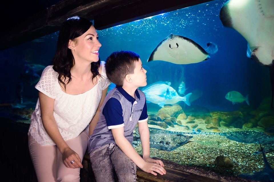 London: SEA LIFE & London Eye Combo Ticket - What to bring and what to expect on the day