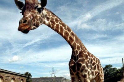 London Zoo: Entry Ticket - Where 720+ Species Fit Into One Day (Without Burning Out)