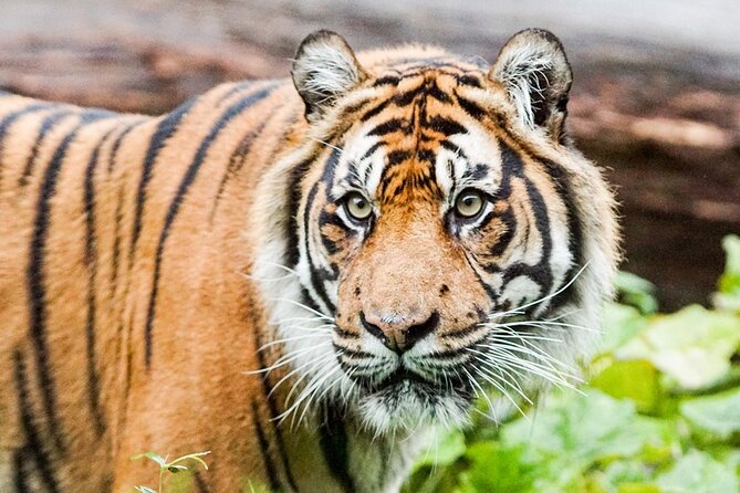 London Zoo: Entry Ticket - Tiger Territory: Sumatran Tigers Up Close with Real Conservation Context
