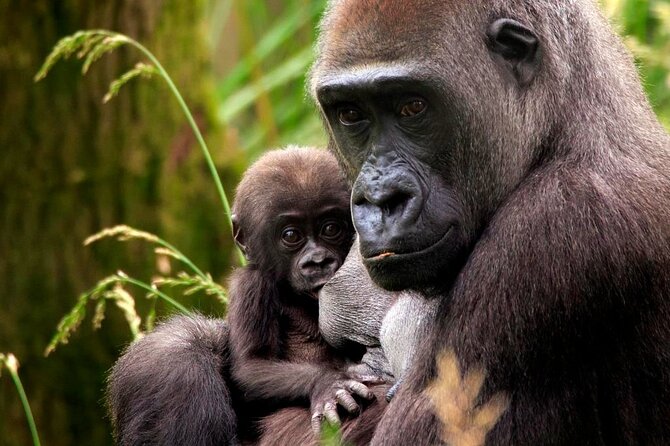 London Zoo: Entry Ticket - Tiny Giants and the Coral Reef Tank: Indoors for Rain, Hype for Kids