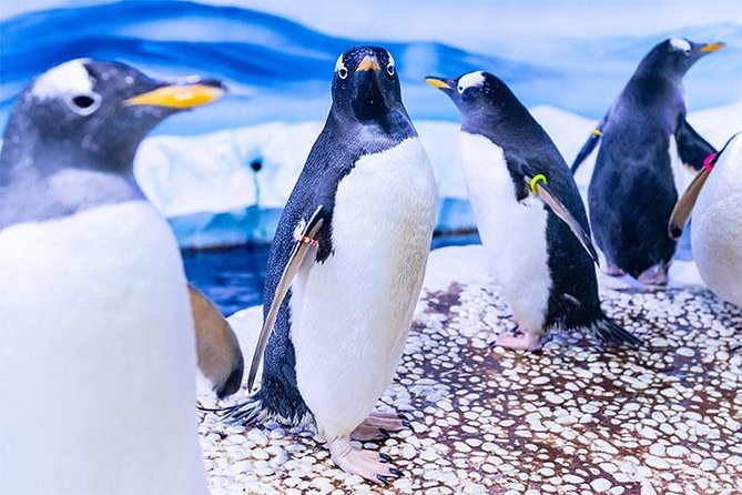 SEA LIFE London Aquarium Admission Ticket - The Penguins Question: Gentoo Penguins May Be Temporarily Elsewhere